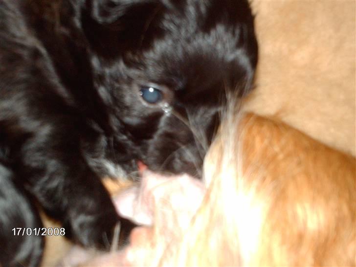 Chihuahua Freja billede 12