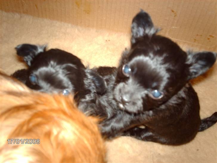 Chihuahua Freja billede 13