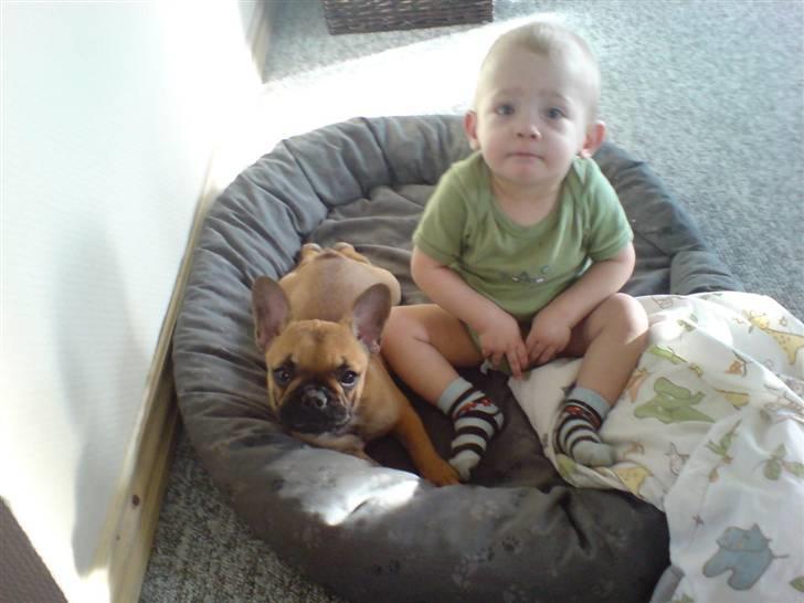 Fransk bulldog Frida - Elsker bare Victor... billede 8