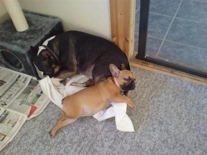 Fransk bulldog Frida - tazz og jeg tar lige en slapper i min papkasse billede 9