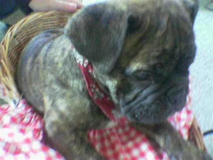 Engelsk bulldog Vincent    *RIP*  2009 - Her er jeg helt ny.. ca. 15 uger billede 7