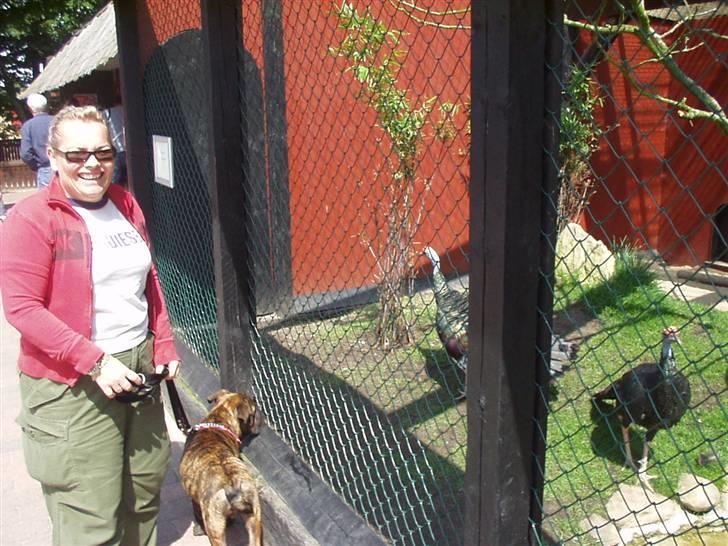 Engelsk bulldog Vincent    *RIP*  2009 - kalkunsteg .. ummmmm billede 8