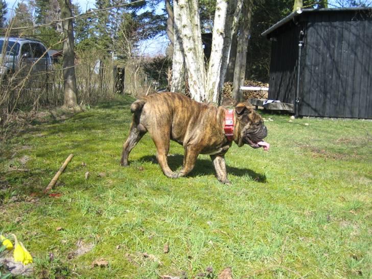 Engelsk bulldog Vincent    *RIP*  2009 - nej .... jeg er ikke tyk.. bare lækker... billede 9