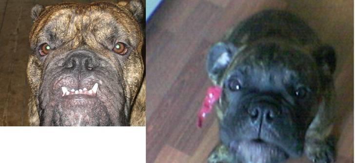 Engelsk bulldog Vincent    *RIP*  2009 - Tænk at der er gået 4  år .. he he..  billede 10