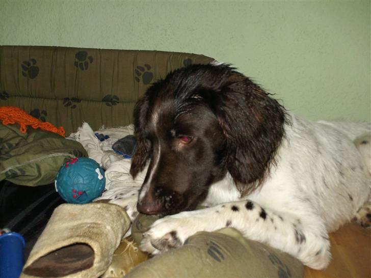 Kleiner münsterländer Cody - Haha, har taget mors hjemmesko. ;) billede 10