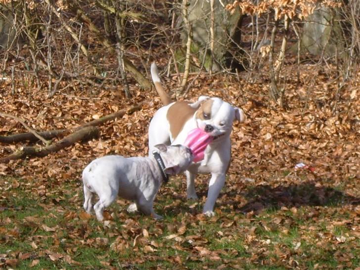 Amerikansk bulldog  bully... Kenzo... billede 19