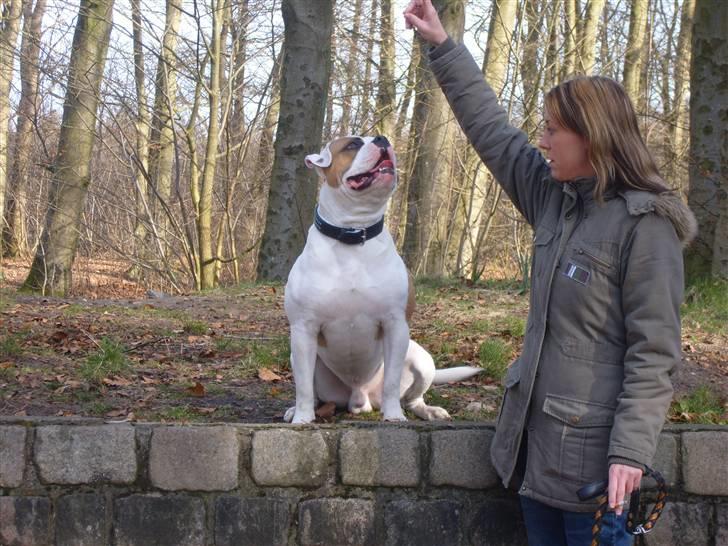Amerikansk bulldog  bully... Kenzo... billede 20