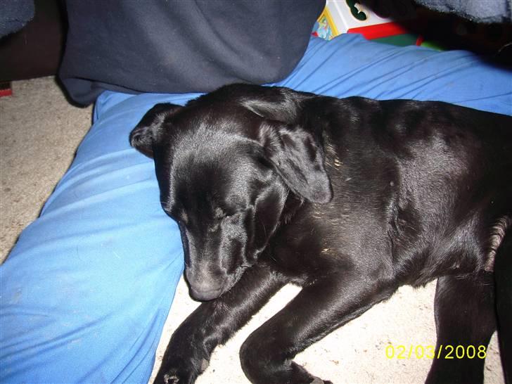 Labrador retriever Bosa - Elsker at lægge ved min far og putte, det er bare såå skønt :o) !!!
 billede 13