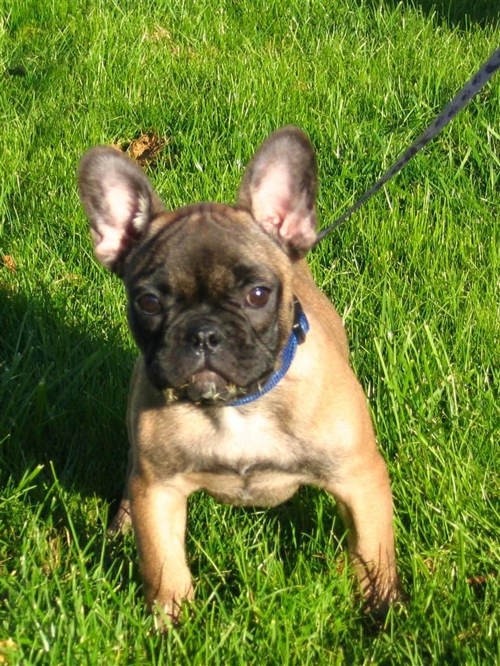 Fransk bulldog - DEGA - - Lidt fra da jeg var hvalp billede 20