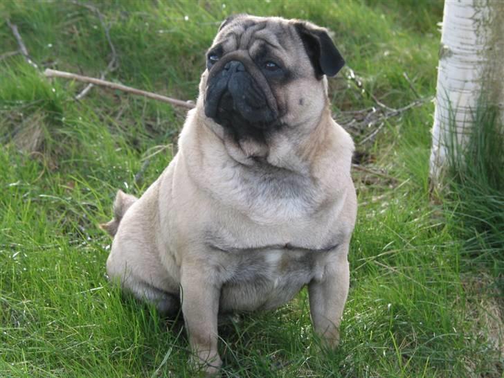 Mops Sonneholts Arli Charlie - Velkommen!! billede 1