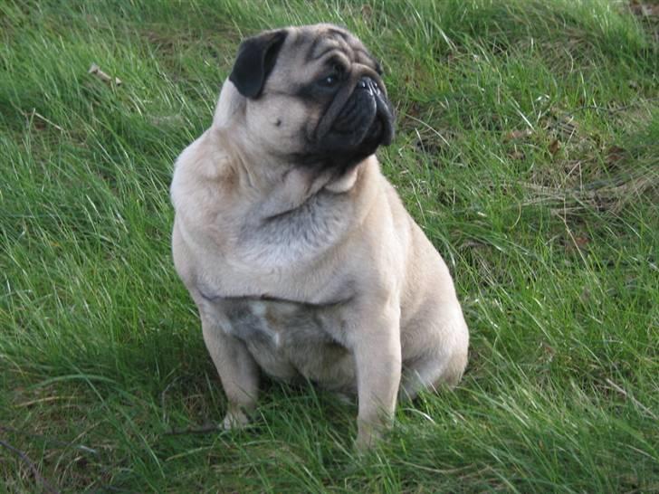 Mops Sonneholts Arli Charlie - 4/3-08 billede 2