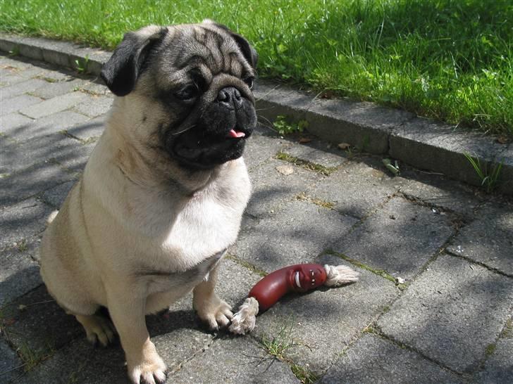 Mops Sonneholts Arli Charlie - her er han med sin legetøjs pølse billede 3