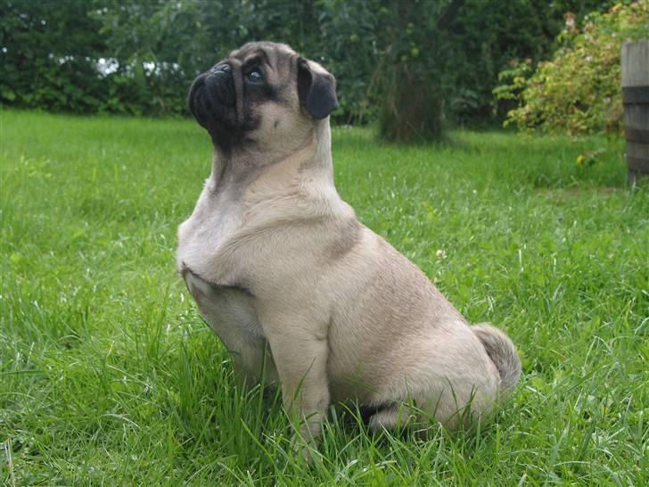 Mops Sonneholts Arli Charlie - en rigtig udstillings hund billede 4