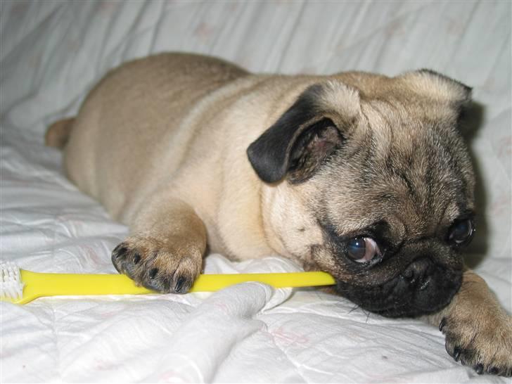 Mops Sonneholts Arli Charlie - her børster han tænder billede 5