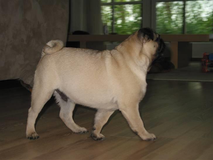 Mops Sonneholts Arli Charlie - jeg skal rigtig vise mig frem billede 6