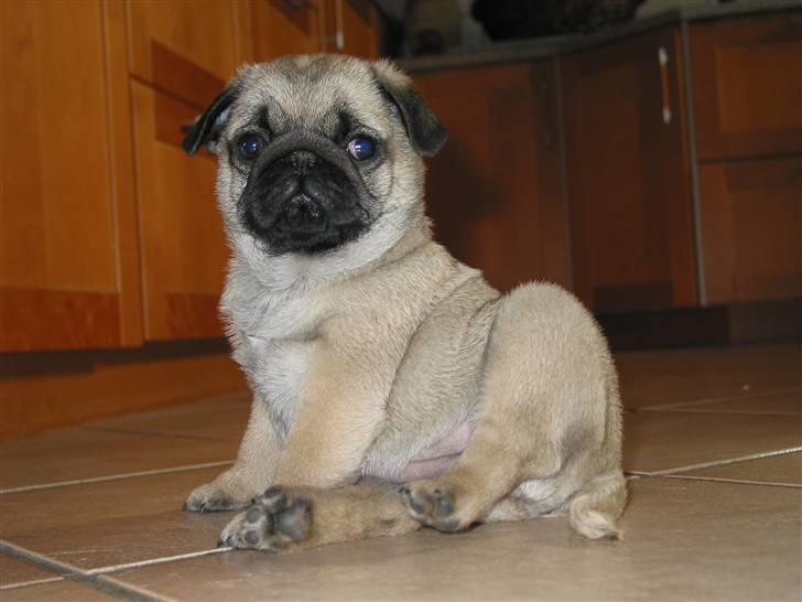 Mops Sonneholts Arli Charlie - her var vi lige kommet hjem med ham det var vores første dag rigtig sammen billede 7