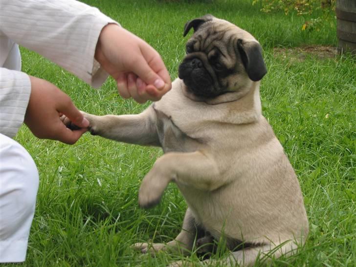 Mops Sonneholts Arli Charlie - gi´ pote billede 8