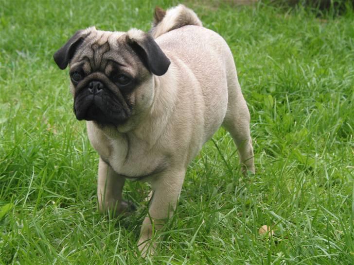 Mops Sonneholts Arli Charlie - jeg kommer nu :-) billede 9