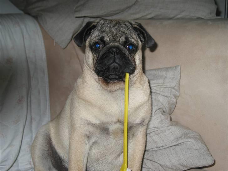 Mops Sonneholts Arli Charlie - her er han med sin tand børste i munden billede 10