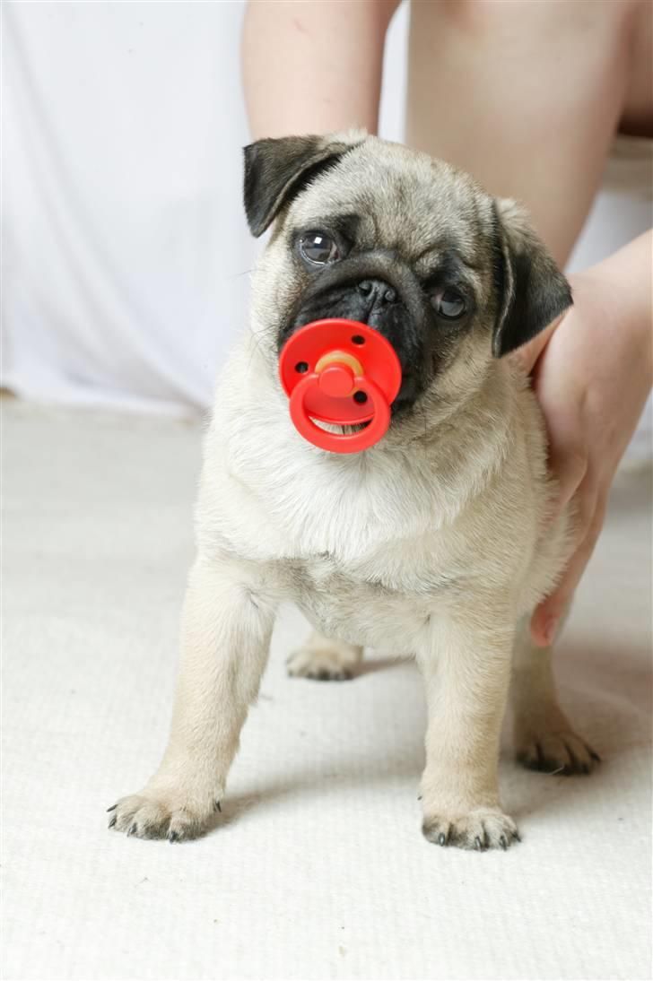 Mops Sonneholts Arli Charlie - her er han med sut i munden her er han heller ikke så gammel billede 11