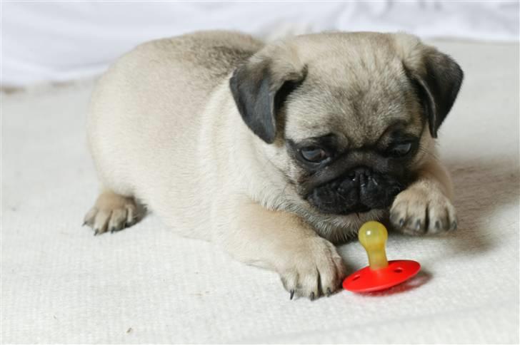 Mops Sonneholts Arli Charlie - nåååååååå love him<3<3<3<3<3<3<3<3<3<3 billede 12