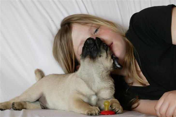 Mops Sonneholts Arli Charlie - vi gir lige hinanden et kys :) <3 billede 13