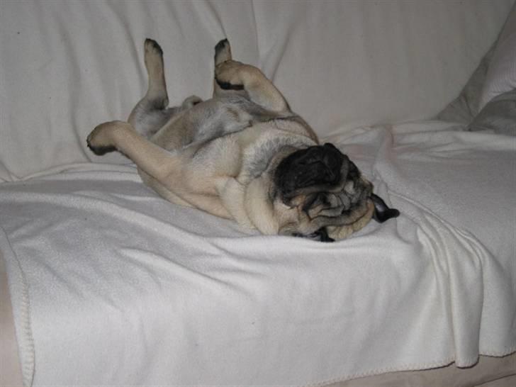 Mops Sonneholts Arli Charlie - nu tror jeg lige at vi tager en slapper billede 14