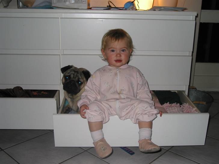 Mops Sonneholts Arli Charlie - her er min lillesøster og charlie i skuffen hihihihihihihi billede 15