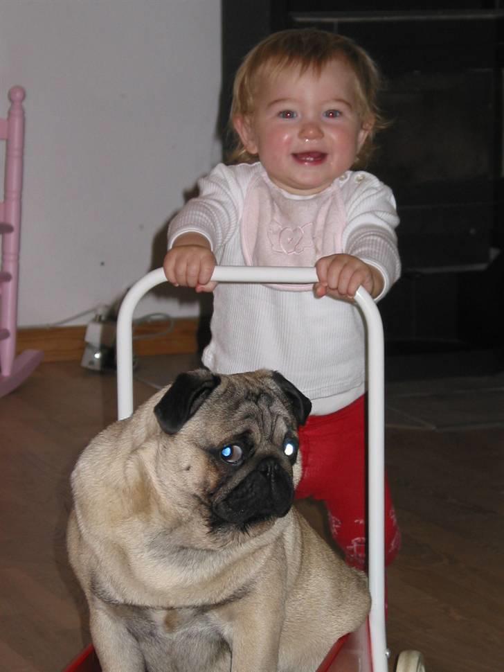 Mops Sonneholts Arli Charlie - her køre min lillesøster rundt med charlie i en vogn billede 16