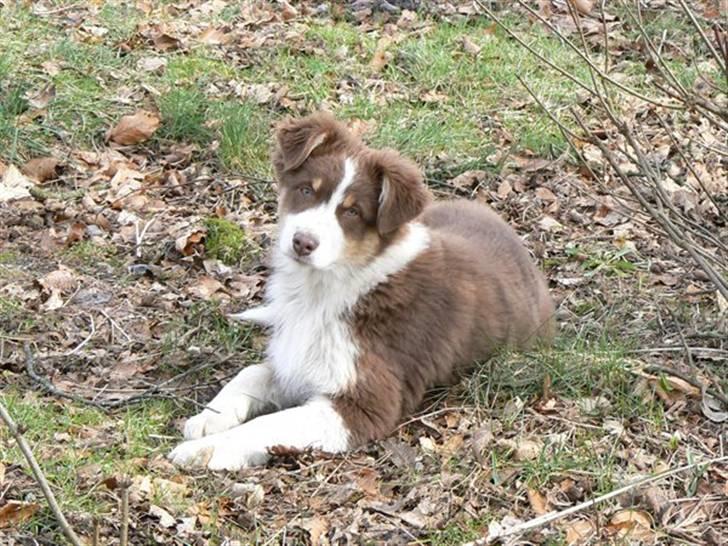 Australian shepherd Indis of Tailwind - 3 måneder gammel billede 8