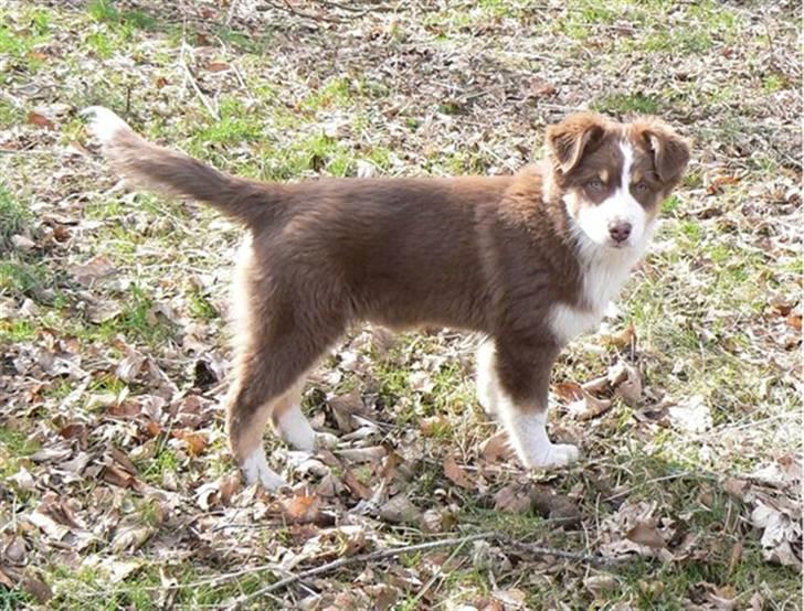 Australian shepherd Indis of Tailwind - Kom nu mor, kast den bold billede 9