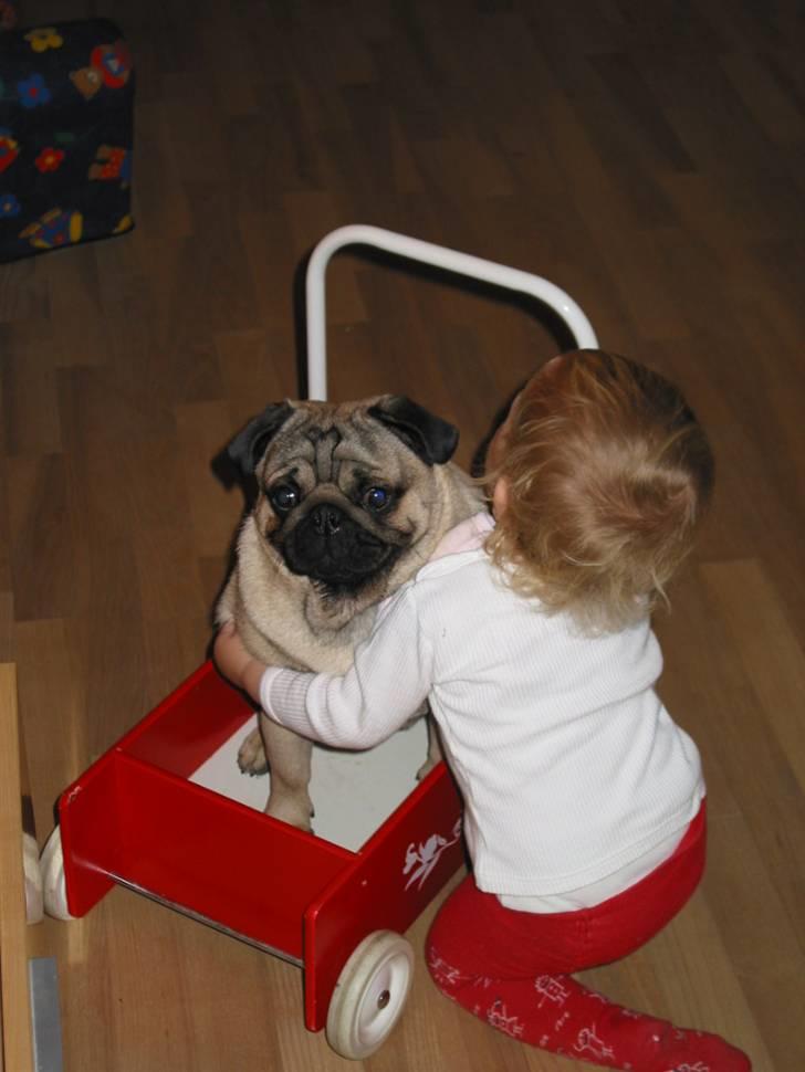 Mops Sonneholts Arli Charlie - her krammer de :-) billede 17