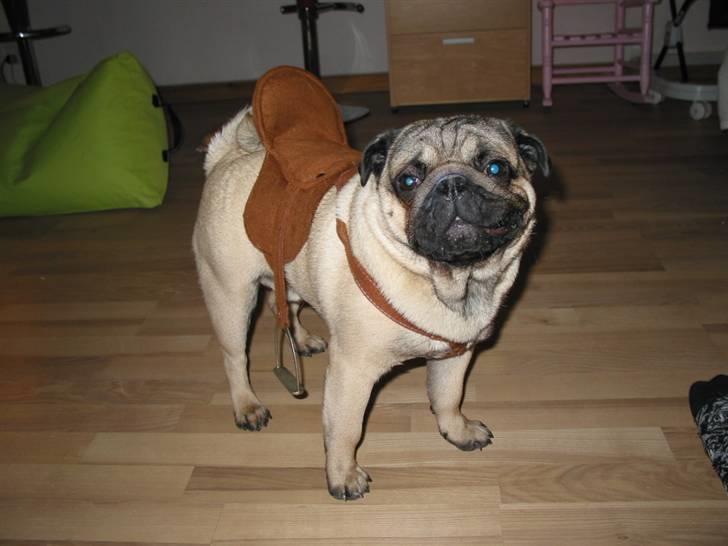 Mops Sonneholts Arli Charlie - her havde vi proppet en saddel fra en gyngehest på ham hihi billede 18
