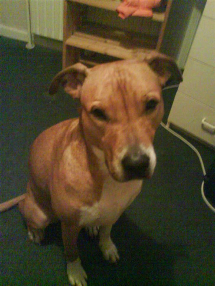 Blanding af racer Freja - mig freja.. :)  billede 4