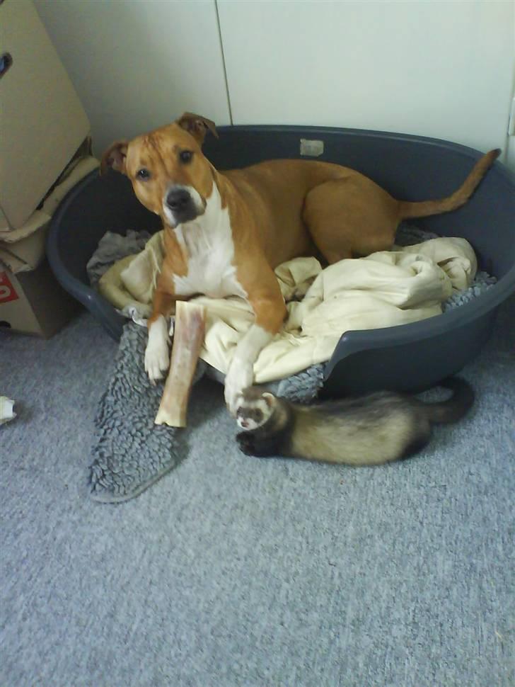 Blanding af racer Freja - freja og min lege ven ozzy.. billede 5