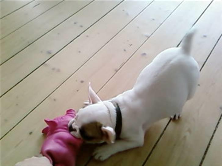 Fransk bulldog Eddie billede 11