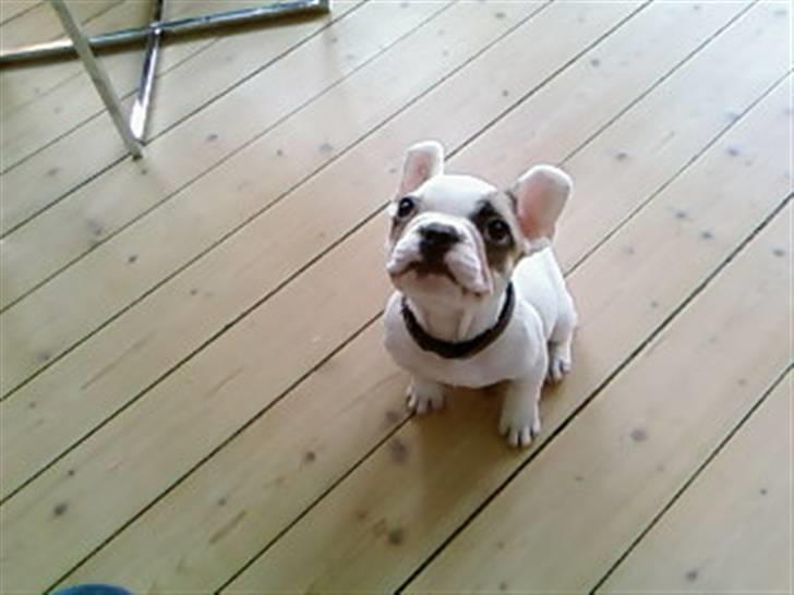 Fransk bulldog Eddie billede 12