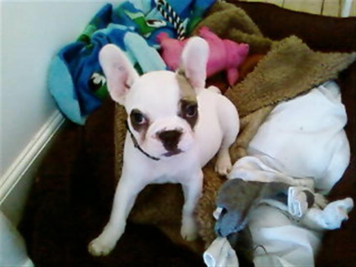 Fransk bulldog Eddie billede 13
