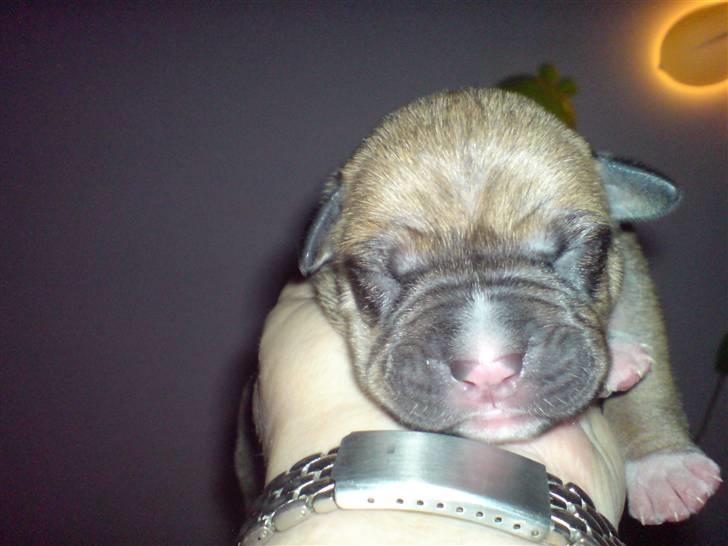 Blanding af racer rynke billede 1