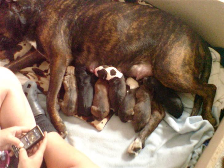 Blanding af racer rynke billede 2