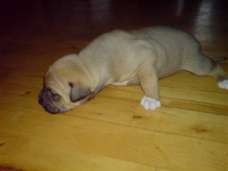 Blanding af racer rynke billede 3