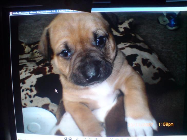 Blanding af racer rynke billede 4