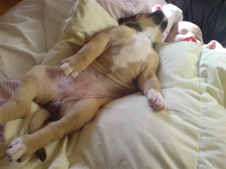 Blanding af racer rynke billede 5