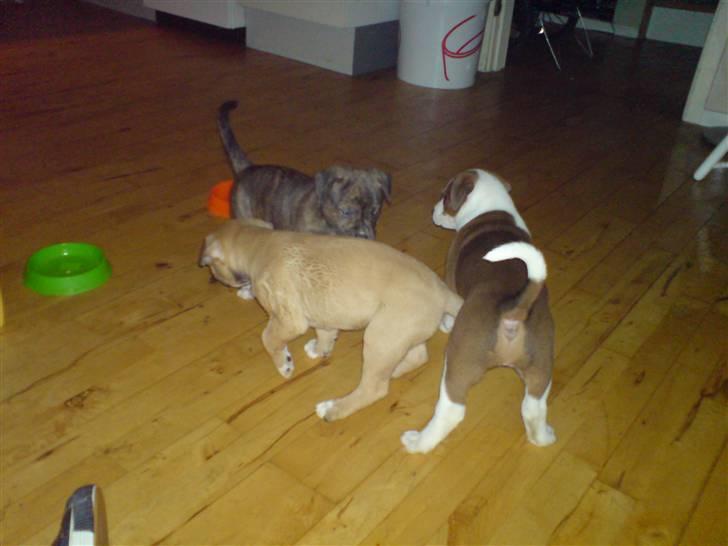 Blanding af racer rynke billede 6