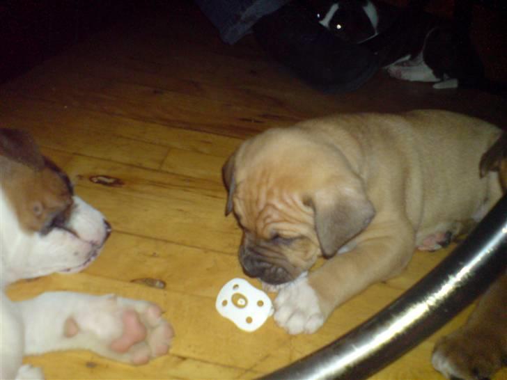 Blanding af racer rynke billede 7