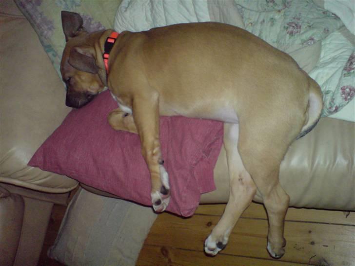 Blanding af racer rynke billede 8