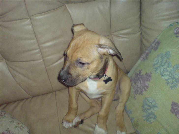 Blanding af racer rynke billede 9