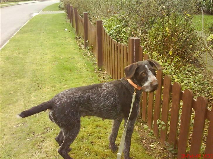 Ruhåret hønsehund tikka - hov.. Jeg tror jeg så en kanin der henne  billede 8