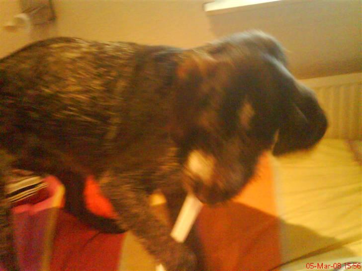 Ruhåret hønsehund tikka - moar giv nu slip billede 9