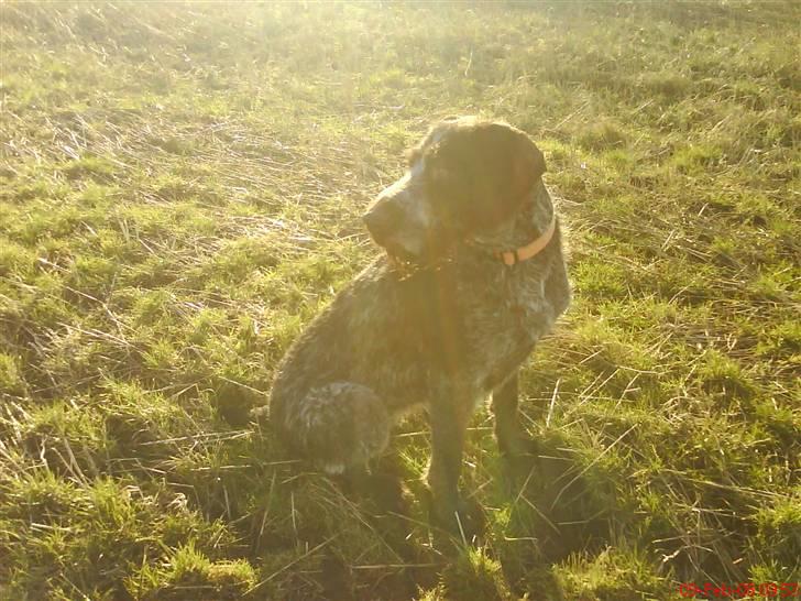 Ruhåret hønsehund tikka - YNGLINGS BILLEDE hun ser bare sååå elegant ud billede 10